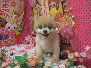 クリくん