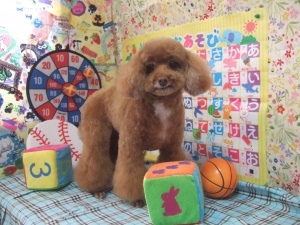 ももちゃん
