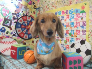 チョコくん