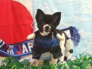 ポピーちゃん