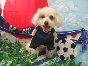 モコくん