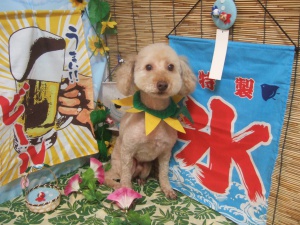 タルトくん