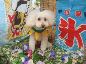 ふうたくん