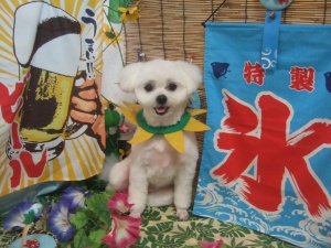 りんちゃん