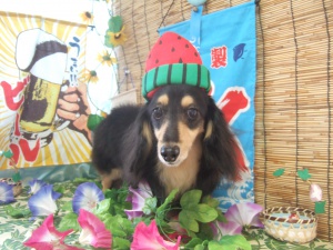 マリーちゃん