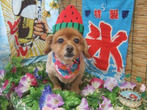 茶々丸ちゃん
