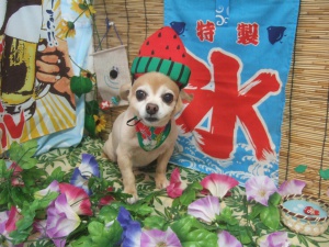 茶々丸ちゃん