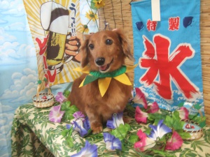 くぅちゃん