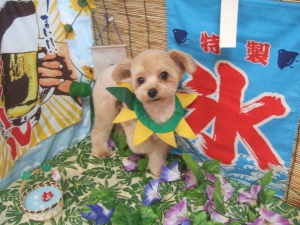 キョウくん