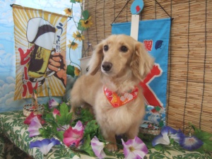 ラブちゃん
