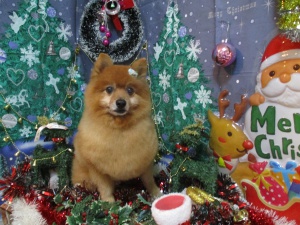 ゴンくん