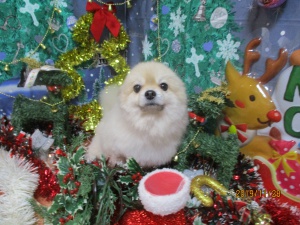 コロちゃん