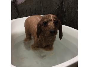 ラブちゃん