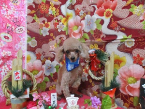 あんずちゃん