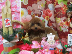 ココアくん