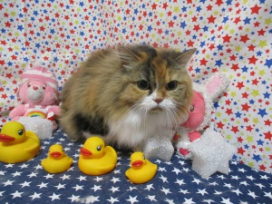 チャチャちゃん