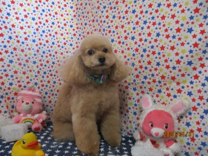 ガンタくん