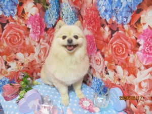 ふうたくん