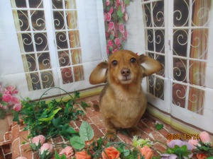 らぶちゃん