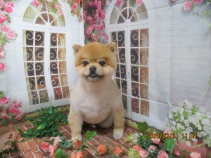 ふうたくん