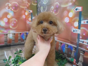 モコちゃん