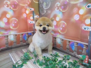 ふうたくん