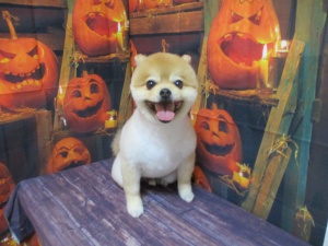 ふうたくん
