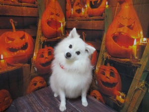 あさりちゃん