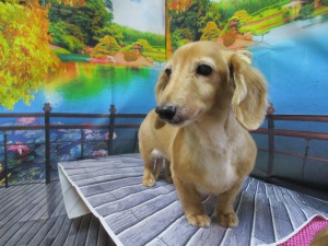 らんちゃん