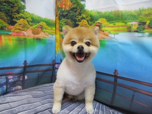ふうたくん