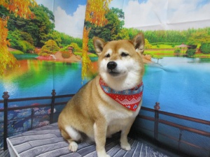 まろちゃん