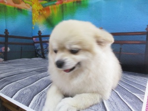 コロちゃん