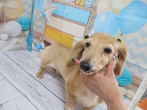らんちゃん