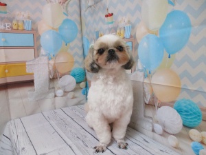 アーサーくん