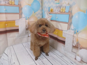 このこちゃん
