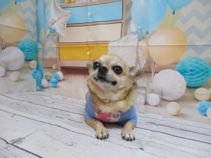カイトくん