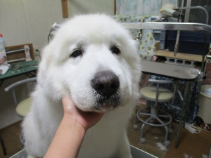 ティアラちゃん