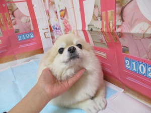 コロちゃん