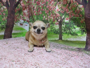 シロくん