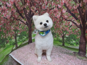 ポンタくん