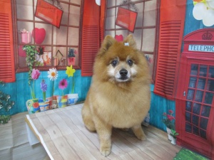 ゴンくん