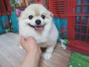 コロちゃん