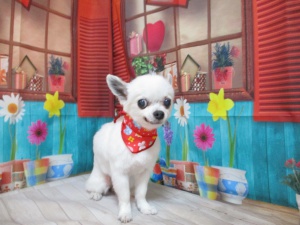 ヒメちゃん