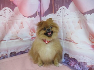 マッシュちゃん
