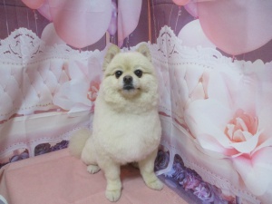 レオくん
