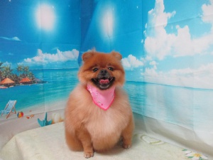 マッシュちゃん