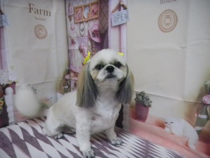 りんちゃん