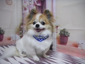 ライムくん