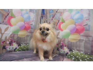 るんるんちゃん
