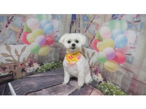 りんちゃん
